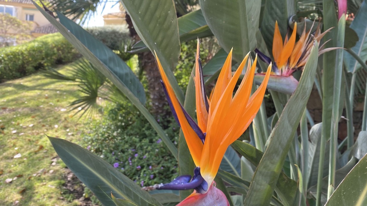 Photo of Outdoor in Elviria