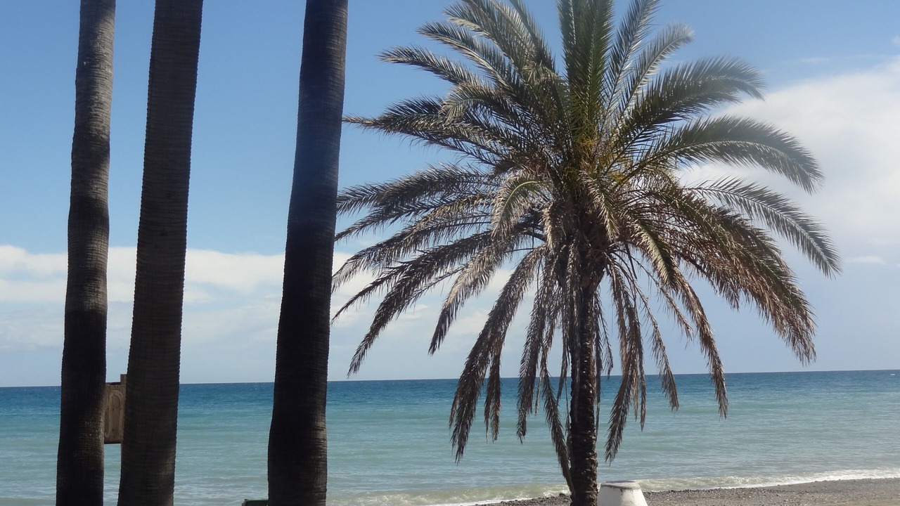 Photo of Others in San Pedro de Alcantara