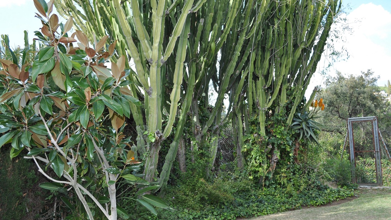 Photo of Outdoor in Elviria